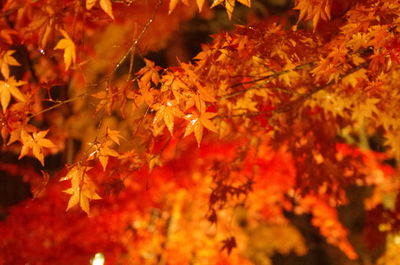 Close-up of maple leaves during autumn