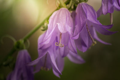 Close-up of purple flowers