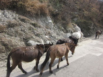 Horses on road