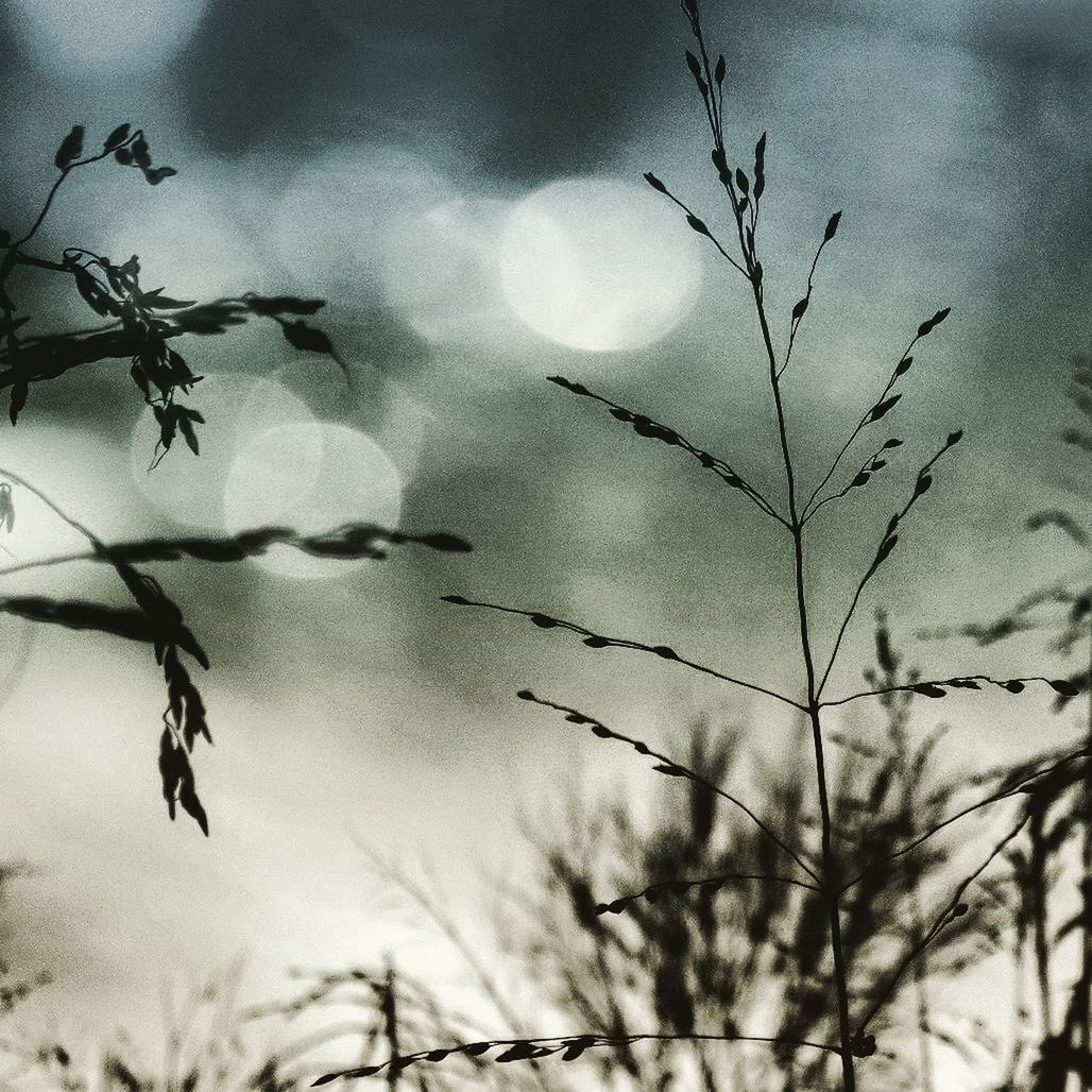 plant, growth, nature, sky, beauty in nature, no people, cloud - sky, tree, day, tranquility, outdoors, close-up, focus on foreground, low angle view, plant stem, selective focus, silhouette, branch, plant part, leaf