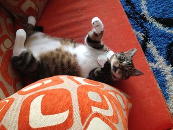 Cat relaxing on carpet