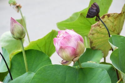 The bud of a lotus flower for natural background