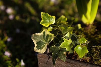 Close-up of fresh green leaves on plant