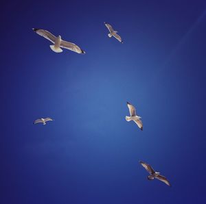 Low angle view of kite flying in sky