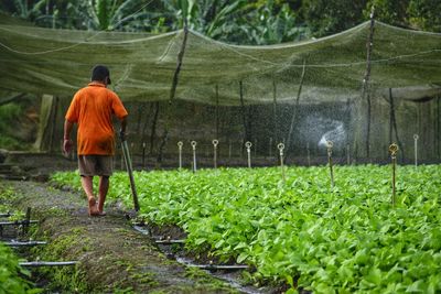 Rear view of farmer walking on field