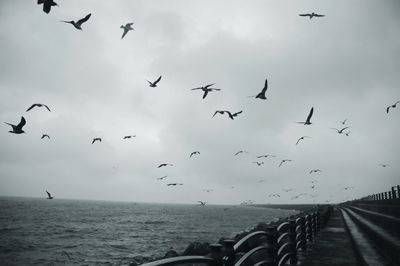 Birds flying over sea against sky