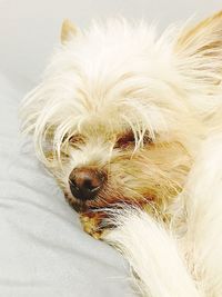 Close-up portrait of a dog