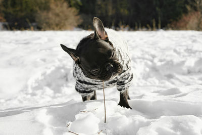 Dog on snow covered land