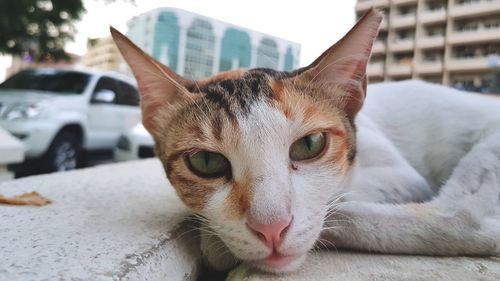 Close-up portrait of a cat