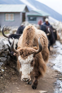 Sheep walking on street