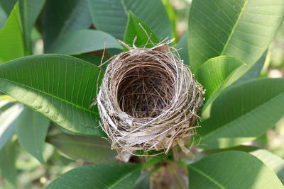 Close-up of plant in nest on leaves