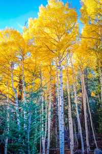 Low angle view of trees in forest during autumn