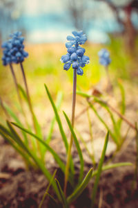 Close-up of purple flowering plant on field