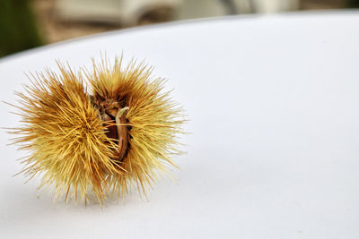 High angle view of spiked plant