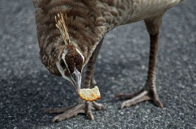 Close-up of bird eating biscuit