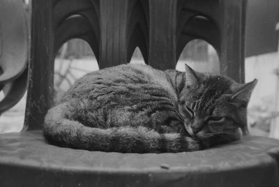 Close-up of a cat sleeping