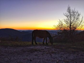 Horse standing on field during sunset