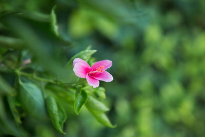 Close-up of pink flowering plant