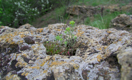 Close-up of moss on rock