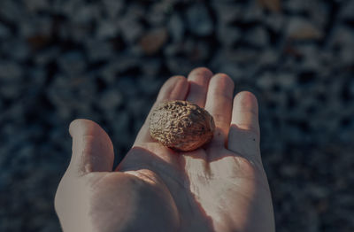 Cropped hand of person holding walnut over beach