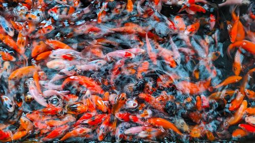 Baby koi fish swimming in the pond. the koi was 2 months old, about 5cm long.