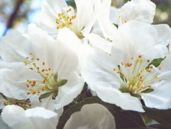 Close-up of white flower