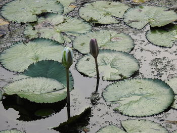 High angle view of lily leaves floating on lake