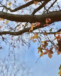 Low angle view of cherry blossom on tree during autumn