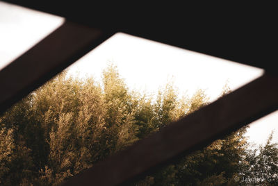 Low angle view of plants against sky