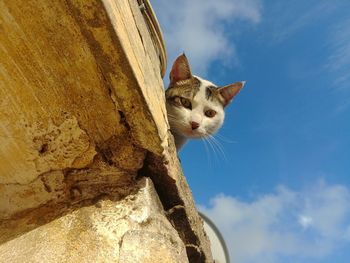 Low angle view of a cat