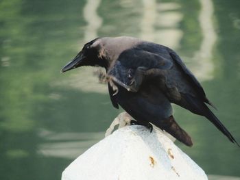 Close-up of bird perching on wood