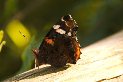Close-up of butterfly perching on leaf