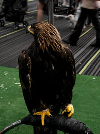 Close-up of owl perching on railing