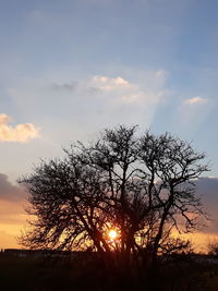 Silhouette bare tree against sky during sunset