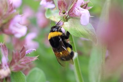 Close-up of bee on flower