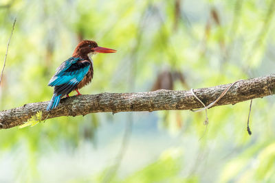 Close-up of bird perching on branch