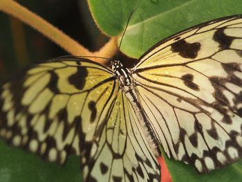 Close-up of butterfly on leaf