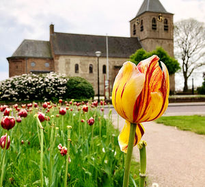 Close-up of yellow tulips against building