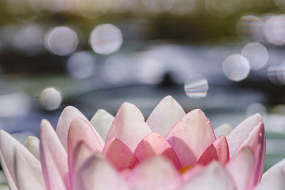 Close-up of pink roses