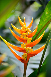 Close-up of orange flowering plant