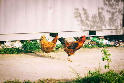 Chickens on field