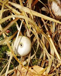 Close-up of plant