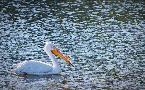 View of birds in water