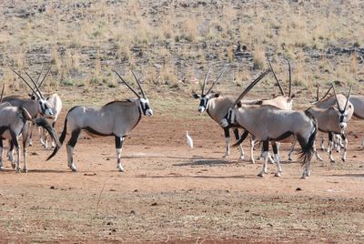 Oryx on field during sunny day