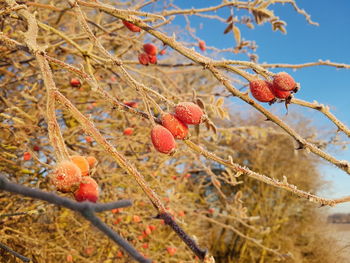 Close-up of christmas tree in winter