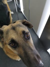 Close-up portrait of dog at home