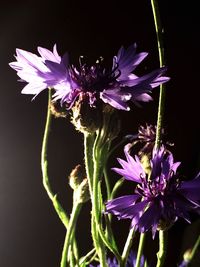 Close-up of purple flowers