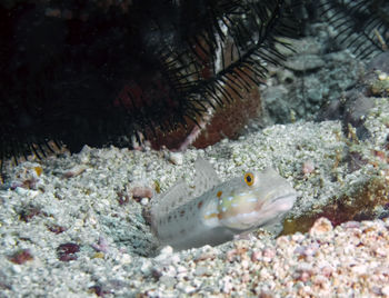 Close-up of fishes swimming in sea