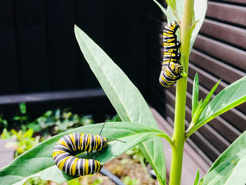 Close-up of two caterpillars on plant
