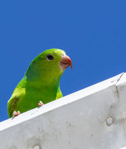 Low angle view of parrot perching on blue sky